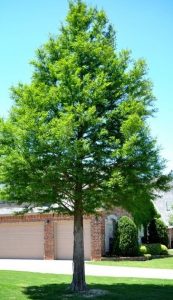 Bald Cypress Trees