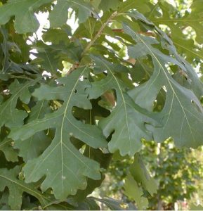 Texas native trees