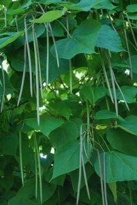 round seed pods trees texas