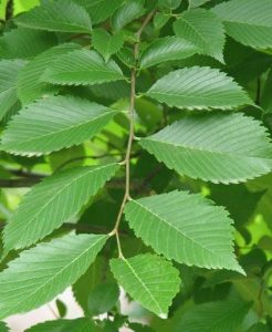 Elm tree leaves