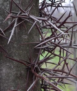 DFW Trees With Thorns 