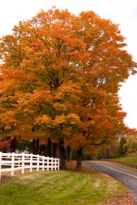 Shade Trees