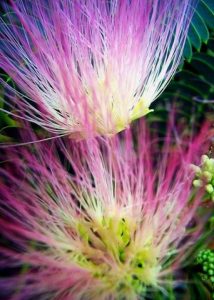 DFW trees with seed pods