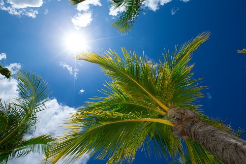 DFW Palm Trees