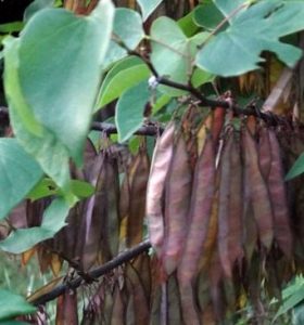 round seed pods trees texas