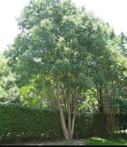 Texas native trees