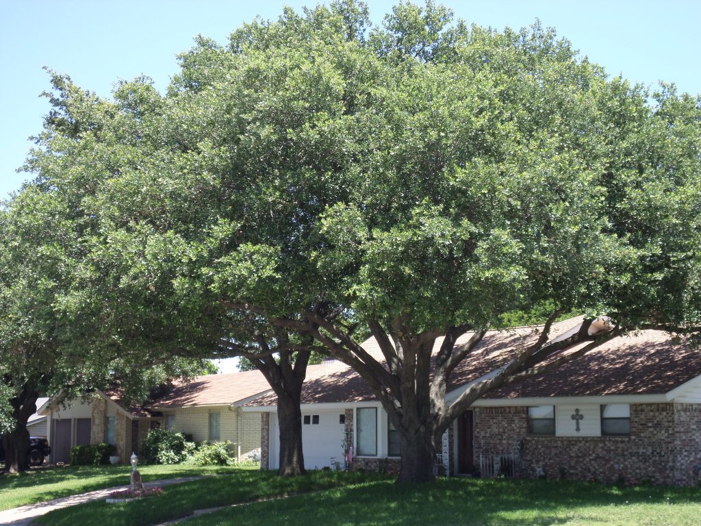 Live Oaks in Texas DFW Trees